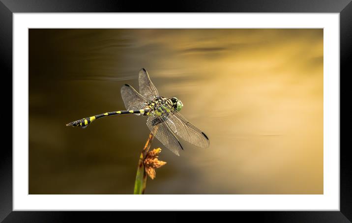 Dragonfly on Golden Pond Framed Mounted Print by Pete Evans