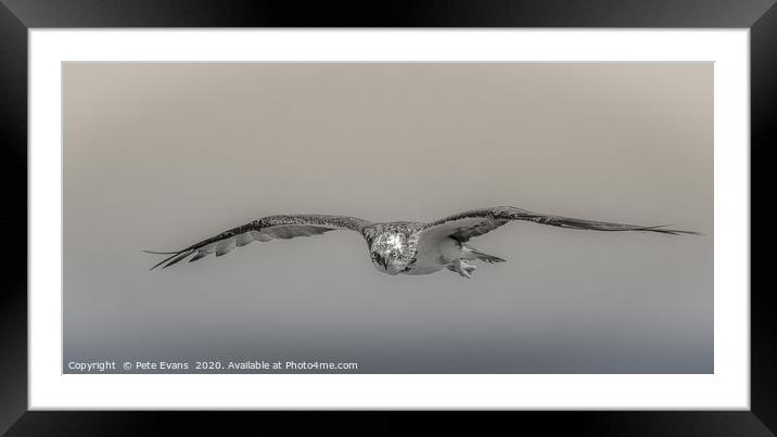 Gaze of the Osprey Framed Mounted Print by Pete Evans