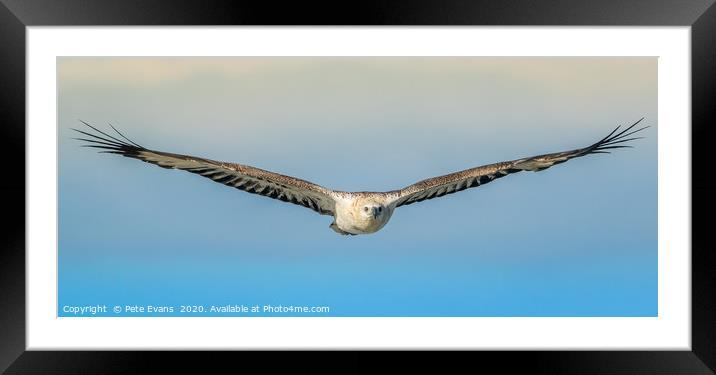 Eagle in the Sky Framed Mounted Print by Pete Evans