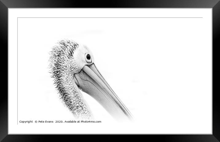 Pelican in White Framed Mounted Print by Pete Evans