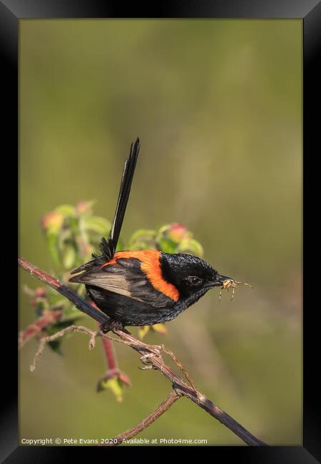 Animal bird Framed Print by Pete Evans