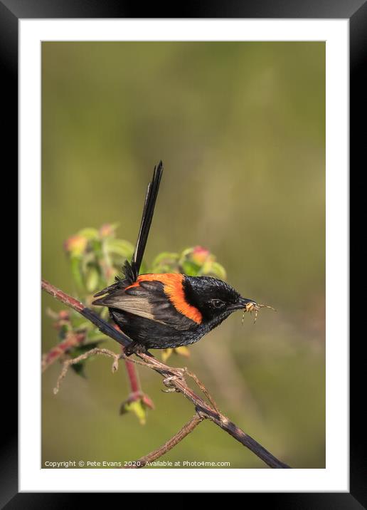 Animal bird Framed Mounted Print by Pete Evans