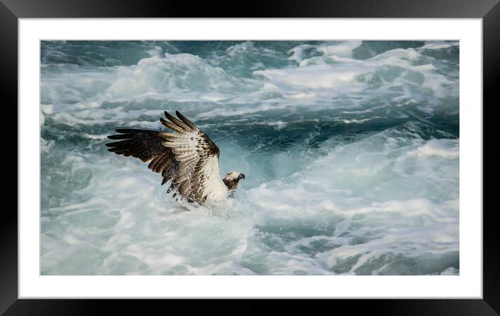 Osprey Fishing Framed Mounted Print by Pete Evans
