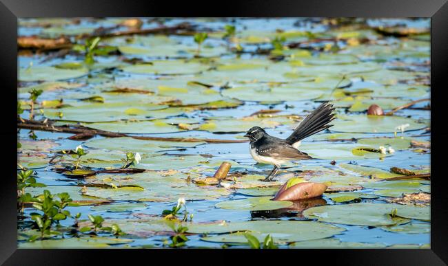 Willie Wagtail on a Lilypond Framed Print by Pete Evans