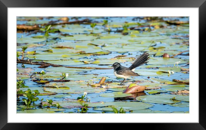 Willie Wagtail on a Lilypond Framed Mounted Print by Pete Evans