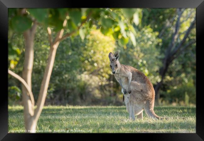 Wild Kangaroo with baby in pouch Framed Print by Pete Evans