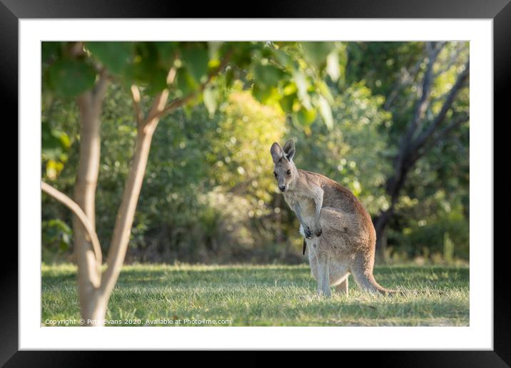 Wild Kangaroo with baby in pouch Framed Mounted Print by Pete Evans