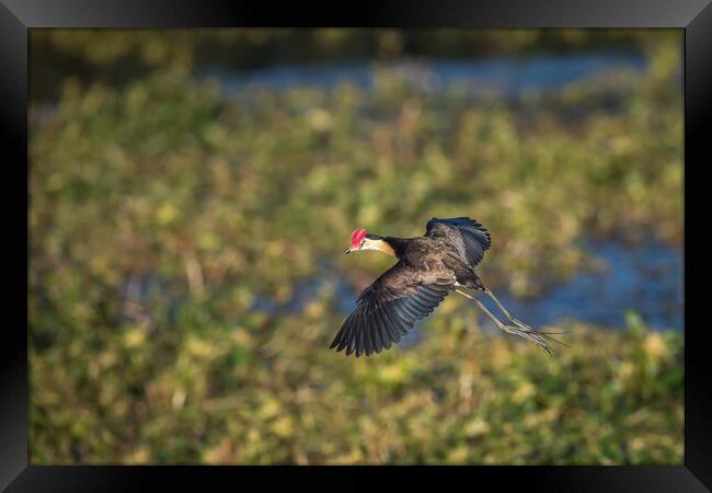 A Jacana about to land on a pond full of weeds Framed Print by Pete Evans