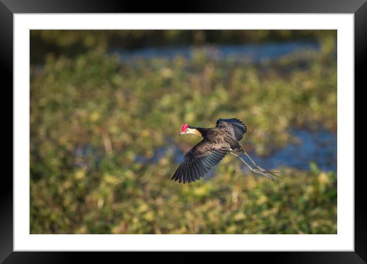 A Jacana about to land on a pond full of weeds Framed Mounted Print by Pete Evans