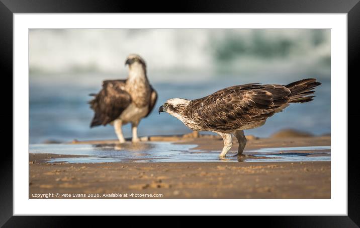 Osprey on the Beach Framed Mounted Print by Pete Evans