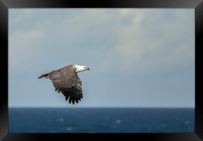 White Bellied Sea-eagle Framed Print by Pete Evans