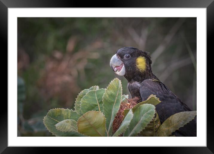 yellow tailed black cockatoo Framed Mounted Print by Pete Evans