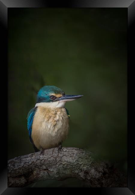 A Sacred Kingfisher  Framed Print by Pete Evans