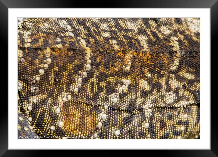 Water Dragon Texture Framed Mounted Print by Pete Evans