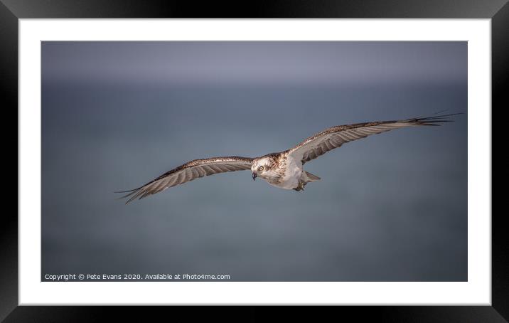 Osprey Closeup Framed Mounted Print by Pete Evans