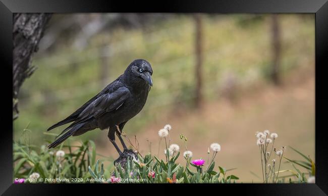 Raven in a Flowerbed Framed Print by Pete Evans