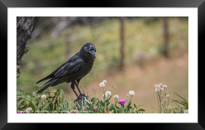 Raven in a Flowerbed Framed Mounted Print by Pete Evans