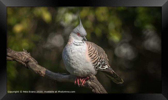 Crested Pigeon Framed Print by Pete Evans