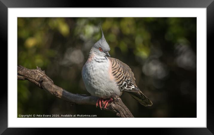 Crested Pigeon Framed Mounted Print by Pete Evans