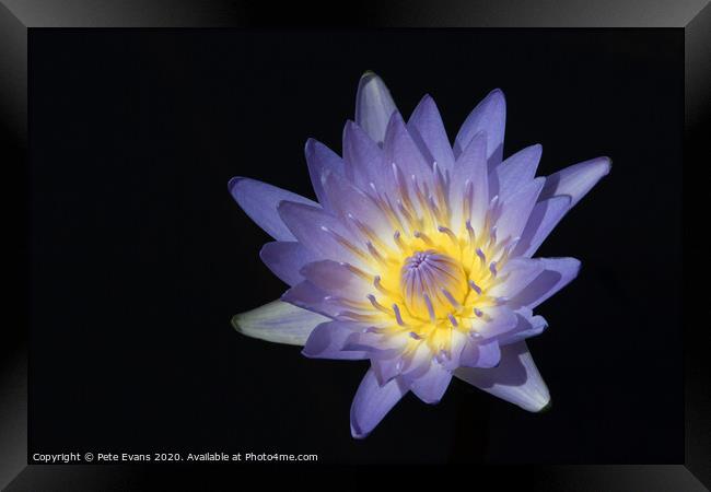 The Waterlily Framed Print by Pete Evans