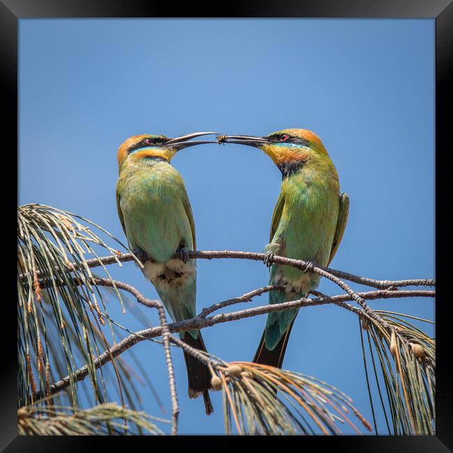 Love is.... Framed Print by Pete Evans