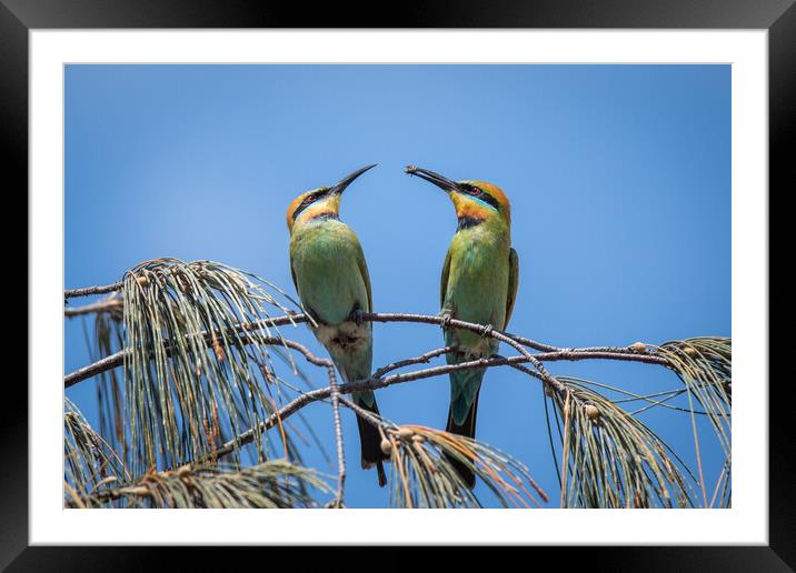 Lovebirds Framed Mounted Print by Pete Evans