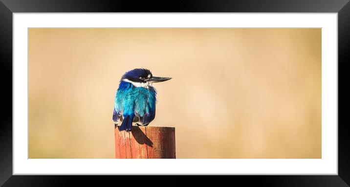The Forest Kingfisher Framed Mounted Print by Pete Evans