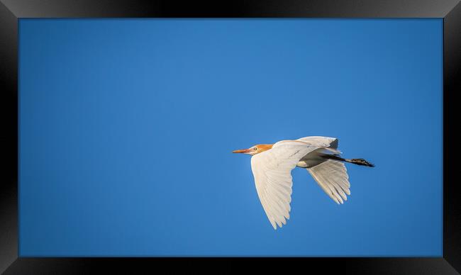 Egret in flight Framed Print by Pete Evans