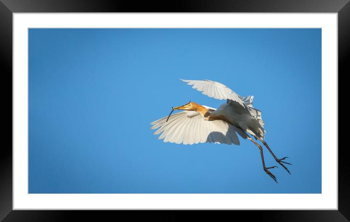 Cattle Egret in flight Framed Mounted Print by Pete Evans