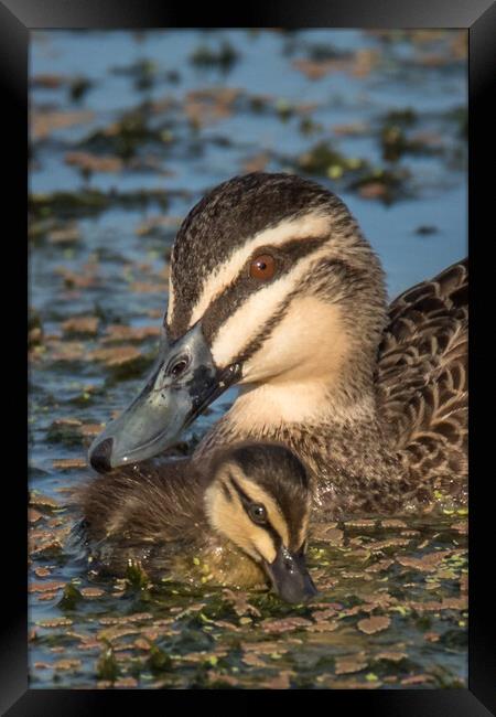 A duck swimming with chick Framed Print by Pete Evans