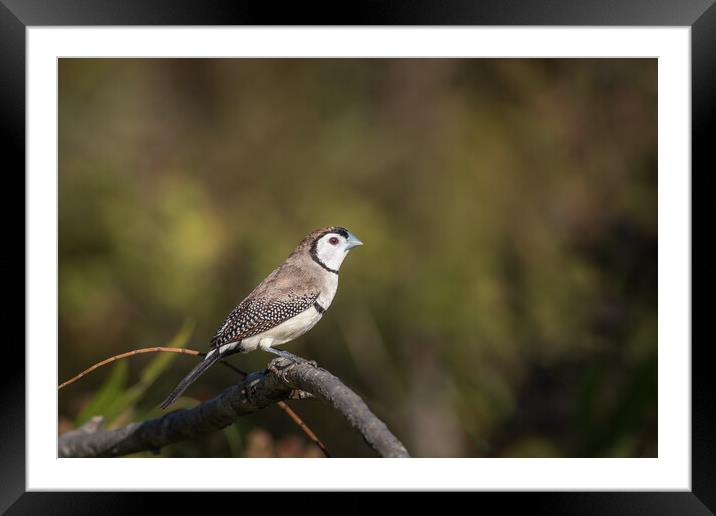 Small finch on a branch Framed Mounted Print by Pete Evans