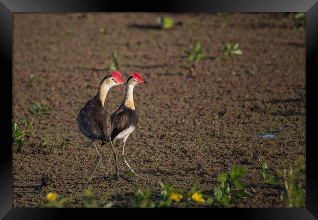 Jacanas on the lake  Framed Print by Pete Evans