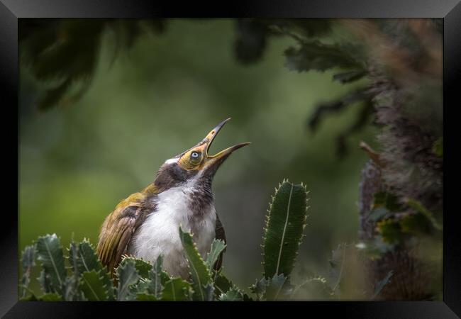 A small bird sitting on a branch Framed Print by Pete Evans