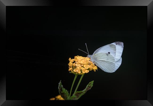 Cabbage White Butterfly Framed Print by Pete Evans
