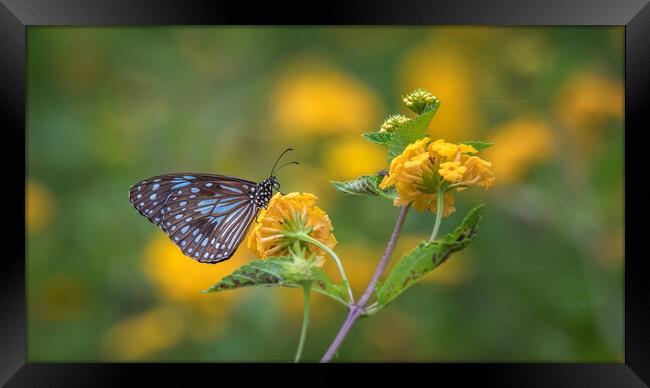 Blue Tiger Butterfly Framed Print by Pete Evans