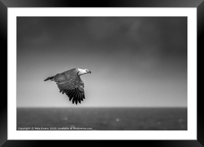 Eagle in the rain  Framed Mounted Print by Pete Evans