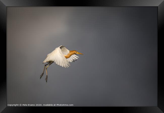 Suspended in time Framed Print by Pete Evans