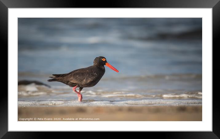 A bird standing on a beach Framed Mounted Print by Pete Evans