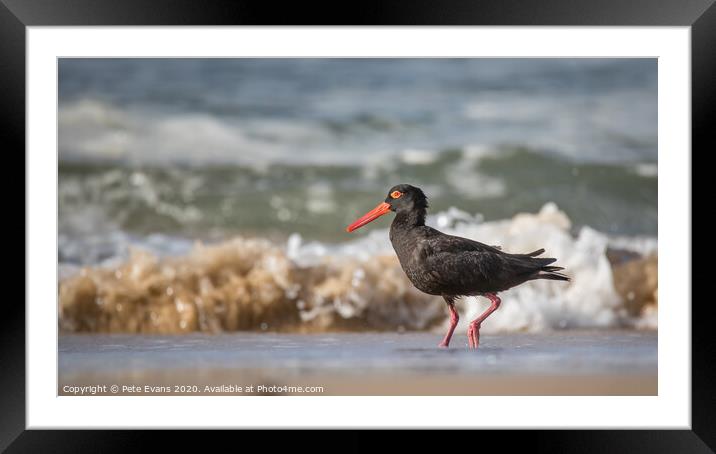An Oysercatcher at the waters edge Framed Mounted Print by Pete Evans