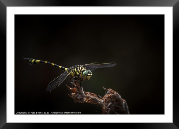 Australian Tiger Dragonfly Framed Mounted Print by Pete Evans