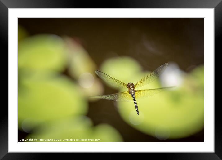 Dragonfly in flight Framed Mounted Print by Pete Evans