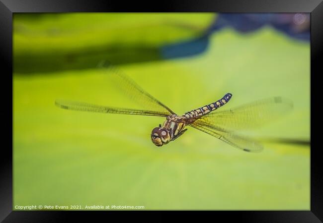 Emperor Dragonfly Framed Print by Pete Evans