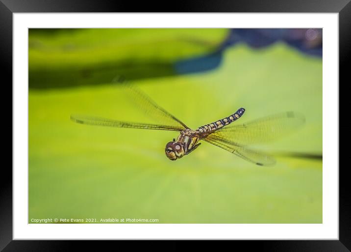 Emperor Dragonfly Framed Mounted Print by Pete Evans
