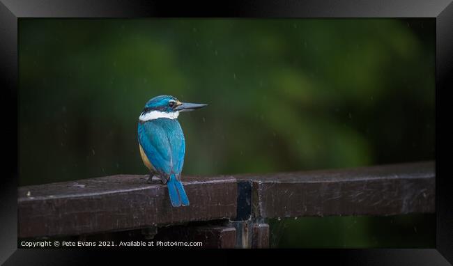 Kingfisher in the Rain Framed Print by Pete Evans