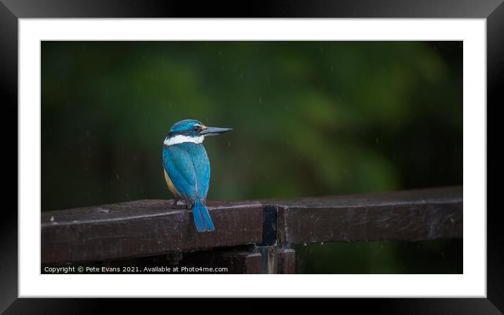 Kingfisher in the Rain Framed Mounted Print by Pete Evans