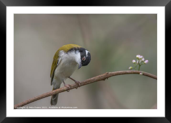white throated honeyeater Framed Mounted Print by Pete Evans