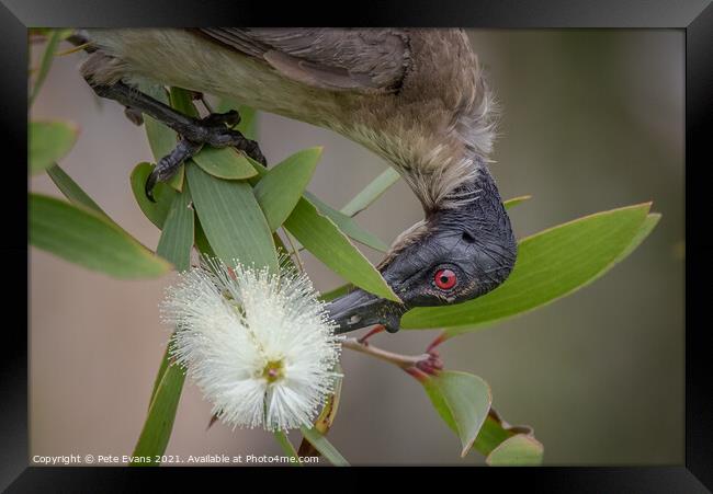 Beautiful Ugly Bird Framed Print by Pete Evans