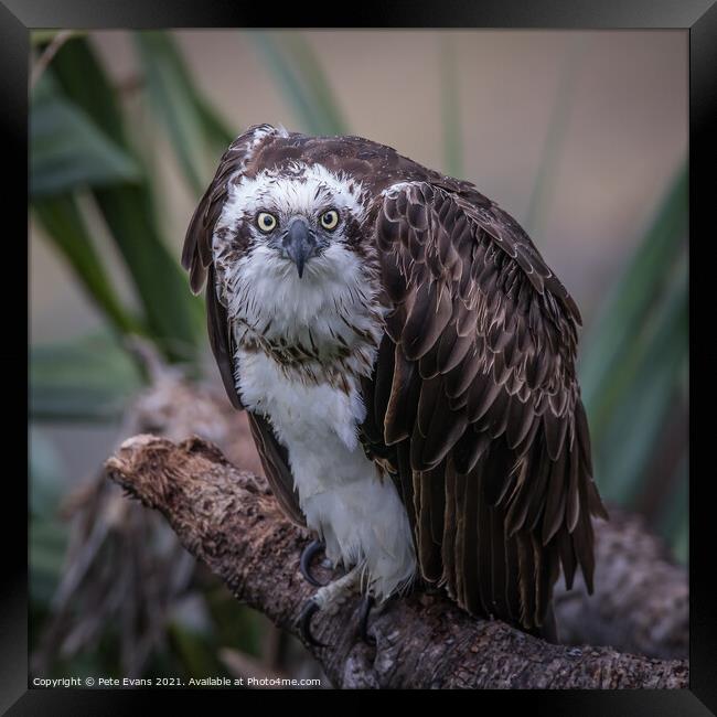 The Look Framed Print by Pete Evans