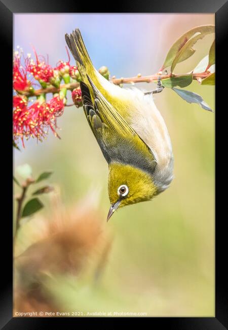 A small bird on a branch Framed Print by Pete Evans
