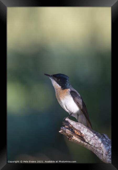 The Restless Flycatcher Framed Print by Pete Evans